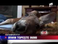 Povestea unui cangur adorabil