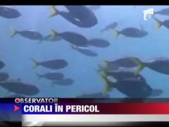 Zeci de mii de kilometri de corali ar putea disparea pana in 2050