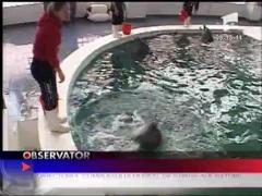 Delfinii de la delfinariul din Constanta au intrant in cantonament