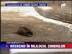 Weekend in mijlocul zimbrilor