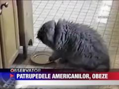 Epidemia de obezitate la patrupede in SUA