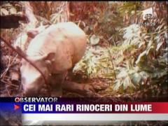 Cei mai rari rinoceri din lume
