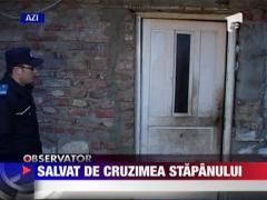 IMAGINI SOCANTE / Animal salvat de cruzimea stapanului