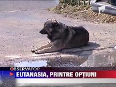 Eutanasierea cainilor vagabonzi, o optiune