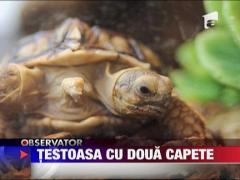 Broasca testoasa cu 2 capete si 5 picioare