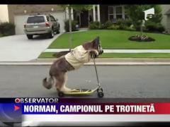 Un catelus adora sa se plimbe cu trotineta