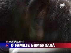 Trei cimpanzei, atractia unei gradini zoologice