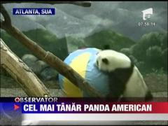 Cel mai tanar panda american