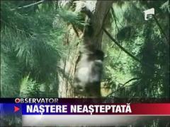 O femela gibon a devenit mama la o varsta record