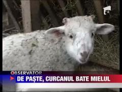 De Paste, curcanul bate mielul