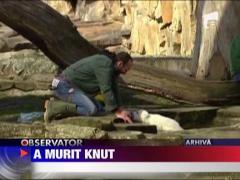 A murit Knut