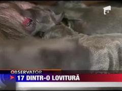O catelusa dog german a nascut, prin cezariana, 17 pui!