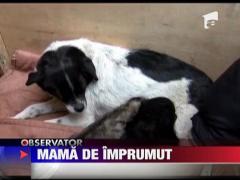 Pui de pantera adoptat de o catelusa in China