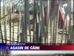 Un barbat a impuscat caini in Mamaia ‎