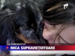 O catelusa a supravietuit aproape o luna fara apa si mancare