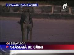 Batrana sfasiata de caini