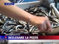 Dezlegare la peste de ziua Bunei Vestiri