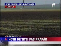 Hotii de titei au facut prapad in Constanta