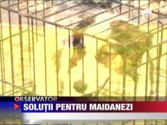 Solutii pentru maidanezi