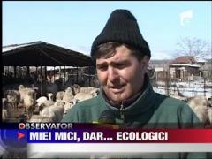 Ultima gaselnita a oierilor, mieii ecologici