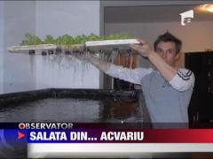 Salata crescuta in... acvariu