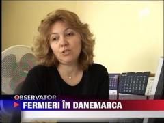 Romanii - fermieri in Danemarca