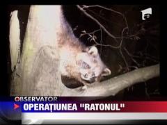 Un raton si-a batut joc de politistii rusi