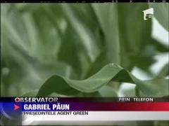 Soia modificata genetic va ajunge pe farfuriile romanilor la anul