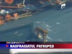 In Japonia se petrec si miracole