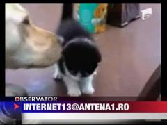 Cainele care ingrijeste un pisoias