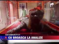 Cu broasca la analize