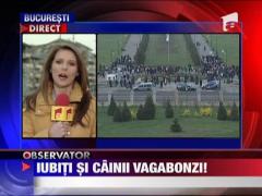 Ziua animalelor fara stapan