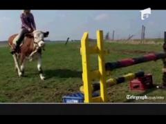 Vacuta care se crede cal