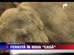 Anne, fericita in noua "casa"