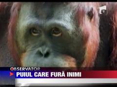 Puiul de urangutan care fura inimi