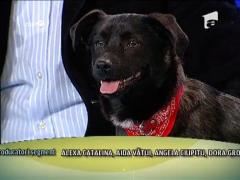 Monica Davidescu: "Eutanasierea cainilor fara stapan e o mega afacere"