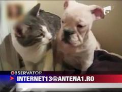 Si animalele pot da lovituri dureroase