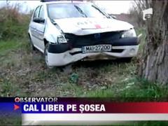 Un cal lasat liber a facut prapad pe o sosea din Calarasi