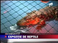 Expozitie de reptile in Oradea