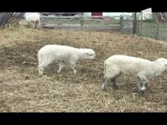 Observator 16 Weekend