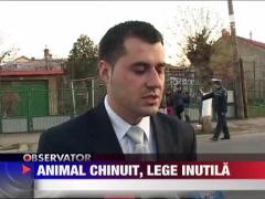 IMAGINI SOCANTE! Animal chinuit, lege inutila