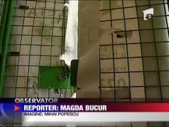 Romanii au reciclat o data si jumatate mai mult decat in 2009