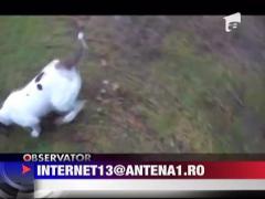 Cum se joaca un caine cu ajutorul gravitatiei