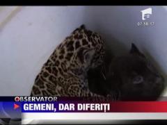 Pui de jaguar sarbatoriti la gradina zoologica din Sankt Petersburg
