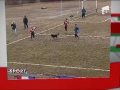 Cele mai tari imnuri de fotbal din Romania