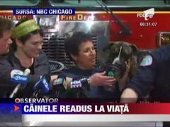 Cainele readus la viata