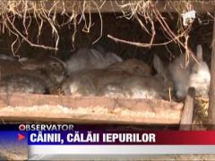 Cainii comunitari din Timisoara au sfartecat iepurasii de Paste din centrul orasului