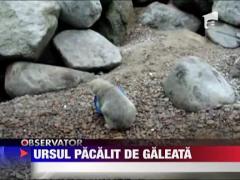 Cel mai bun prieten al ursului