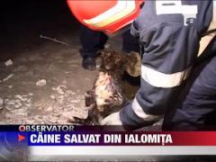 Caine salvat pompieri din Ialomita