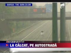 Calcatul, sport extrem